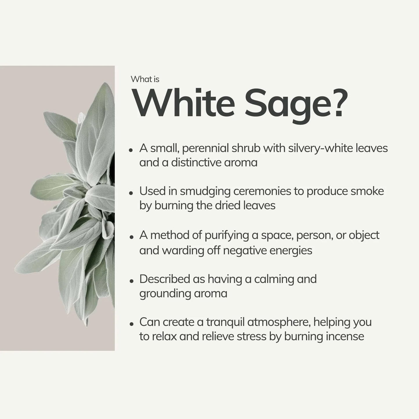White sage leaves and description explaining its use in smudging and relaxation. Come see us at Awaken, Franklin, Tennessee